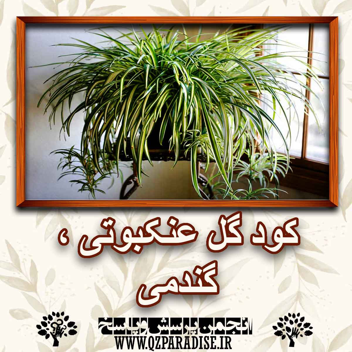 خواص و فواید کود گل عنکبوتی ء گندمی را شرح دهید ؟ 19a4ada43912366a1a4d5af938e81a03fa2c9cd1 227 - خواص و فواید کود گل عنکبوتی ء گندمی را شرح دهید ؟