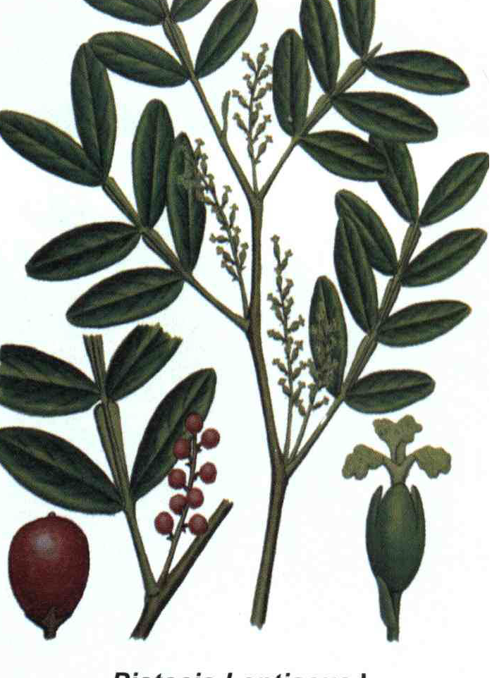 خواص استفاده از کود درخت مصطکی را شرح دهید ؟ 19ad15c031cda5e38a12bc270272a5c50bc9c110 14 - خواص استفاده از کود درخت مصطکی را شرح دهید ؟