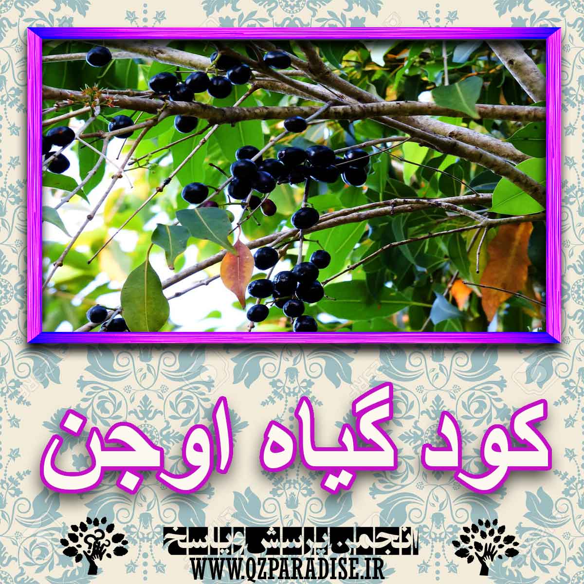 خواص استفاده از گیاه اوجن را شرح دهید ؟ 19b147056a823cd86fba42d6ed0337ccbddee798 227 - خواص استفاده از گیاه اوجن را شرح دهید ؟
