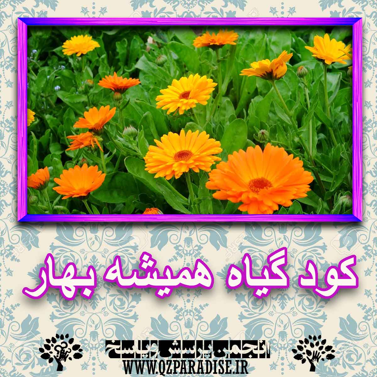 خواص استفاده از گیاه همیشه بهار را شرح دهید ؟ 19d444b4f9f754aa7c085df1f473066b2058588a 227 - خواص استفاده از گیاه همیشه بهار را شرح دهید ؟