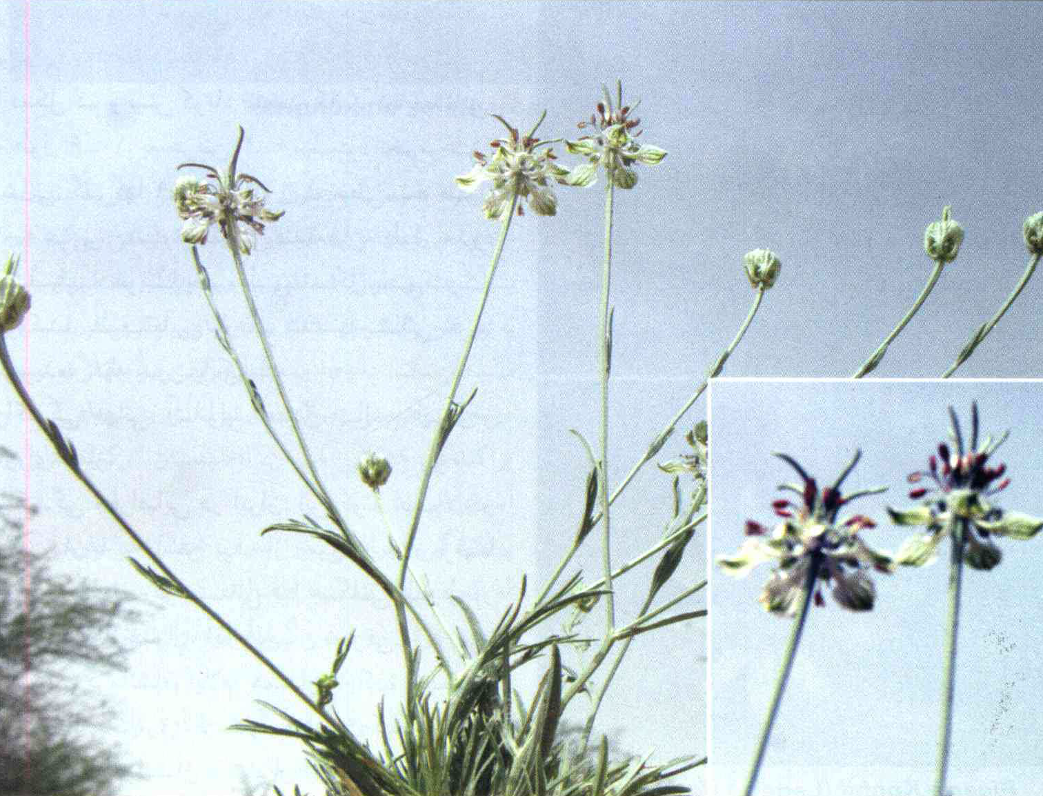 کود مناسب گیاه سیاه دانه هرز چیست و چه خاصیتی دارد؟ 19e6a475717c8141b40ad34e1e31a80b0a0c1c67 14 - کود مناسب گیاه سیاه دانه هرز چیست و چه خاصیتی دارد؟