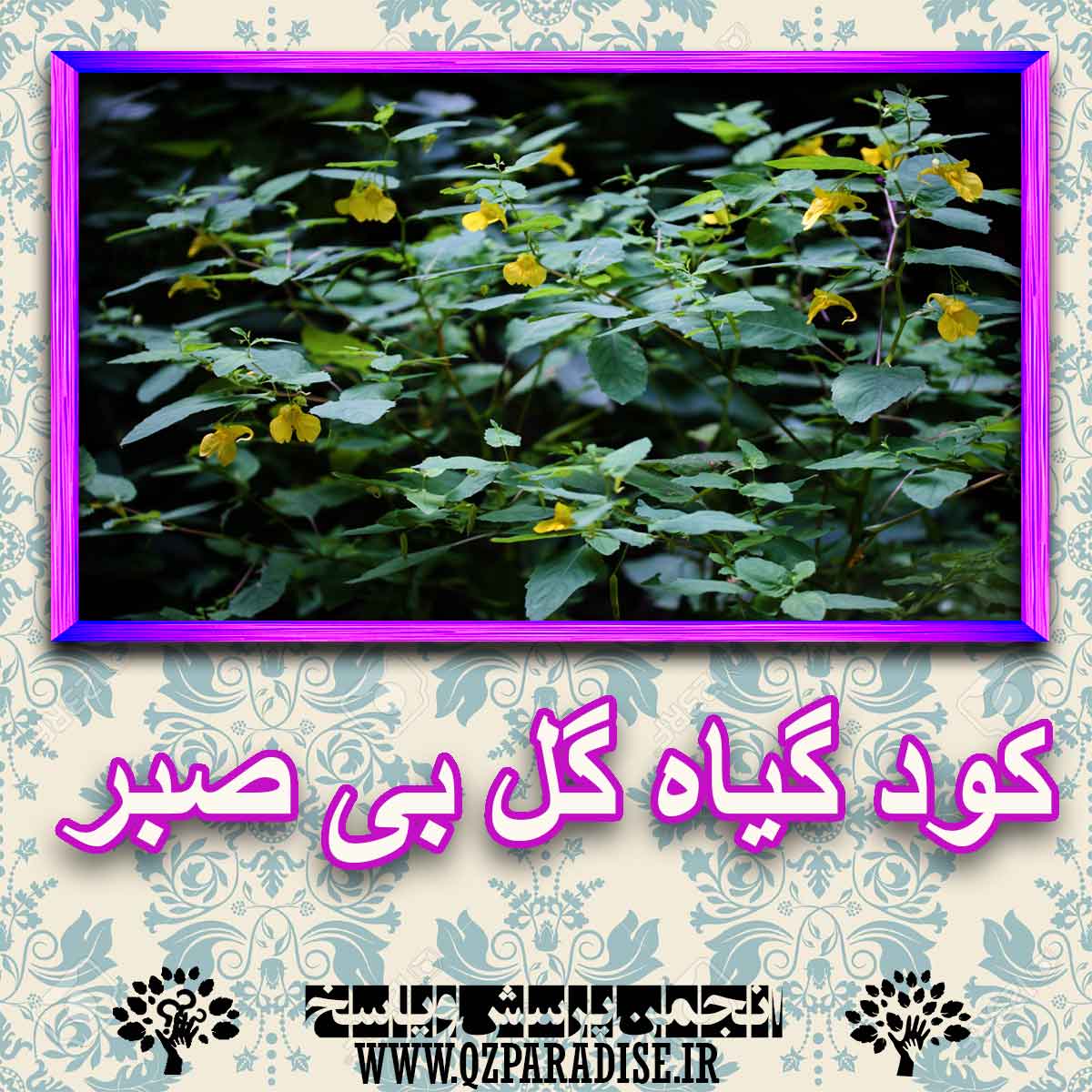 خواص استفاده از کود گیاه گل بی صبر شرح دهید ؟ 1b0259f33044e2e5b633aa86a88a1257f9e46397 227 - خواص استفاده از کود گیاه گل بی صبر شرح دهید ؟