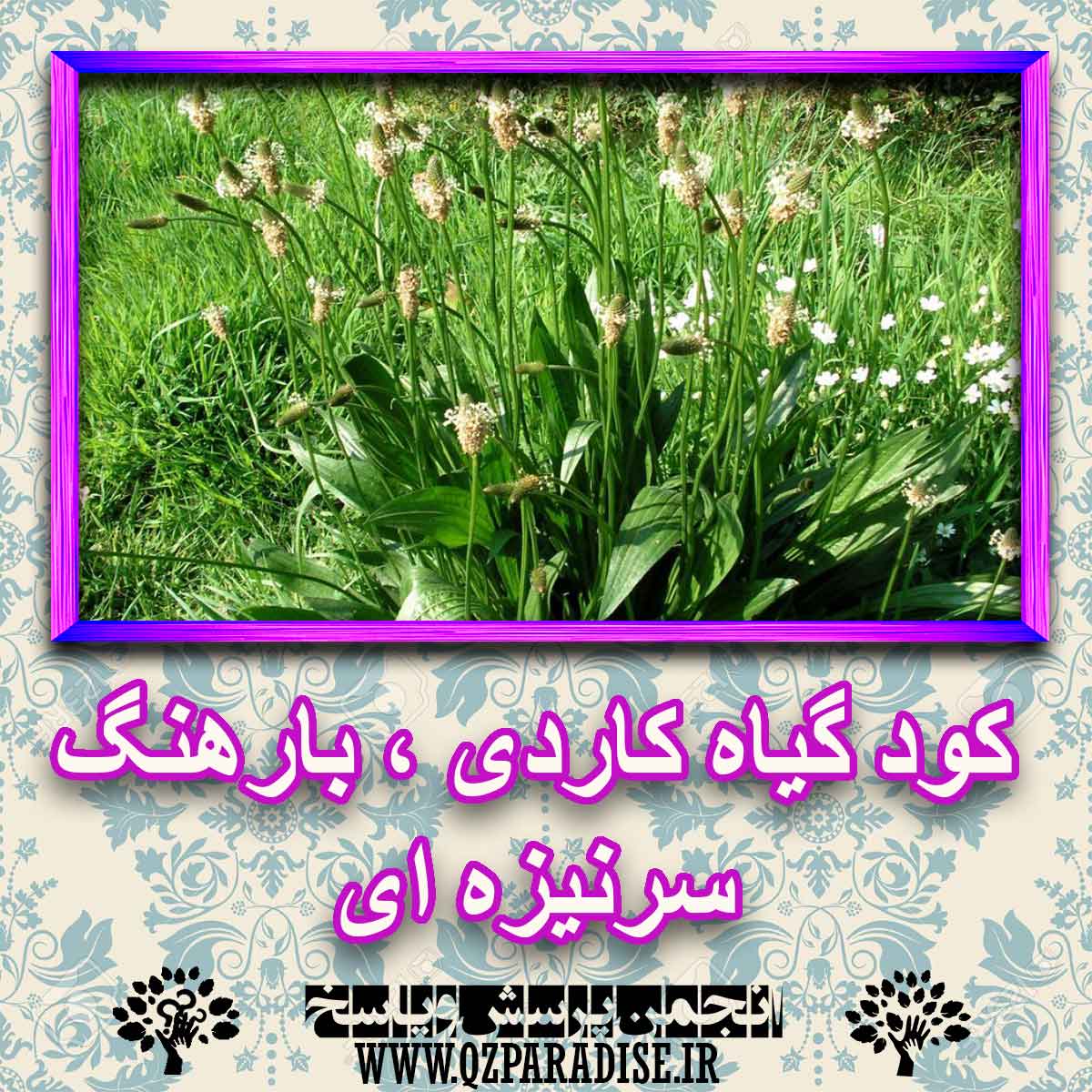 کود مناسب گیاه کاردی ، بارهنگ سرنیزه ای چیست و چه خاصیتی دارد؟ 1b5da59b1f2ac4e58810e2d8d0c07d27284676c6 227 - کود مناسب گیاه کاردی ، بارهنگ سرنیزه ای چیست و چه خاصیتی دارد؟