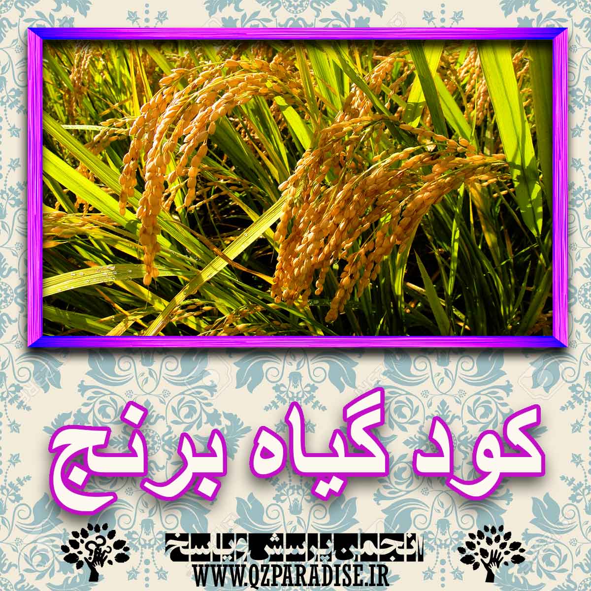 خواص استفاده از گیاه برنج را شرح دهید ؟ 1b5e77f61c7690c7a3459d87ca675c9cf332acda 227 - خواص استفاده از گیاه برنج را شرح دهید ؟