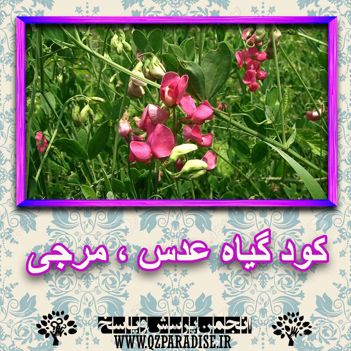 کود مناسب گیاه عدس ، مرجی چیست و چه خاصیتی دارد؟ 1b5fddcc514c34433e5f411c6e6e622a24ba8103 227 - کود مناسب گیاه عدس ، مرجی چیست و چه خاصیتی دارد؟