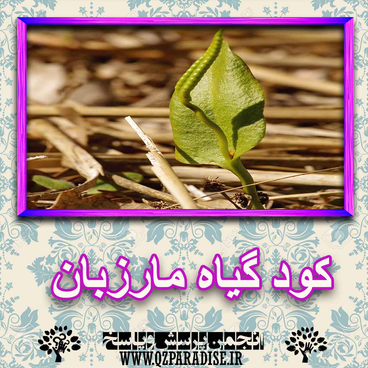 کود مناسب گیاه مارزبان چیست و چه خاصیتی دارد؟ 1bb39434055ad1b8813664f6b5173ce7f503a3ce 227 - کود مناسب گیاه مارزبان چیست و چه خاصیتی دارد؟