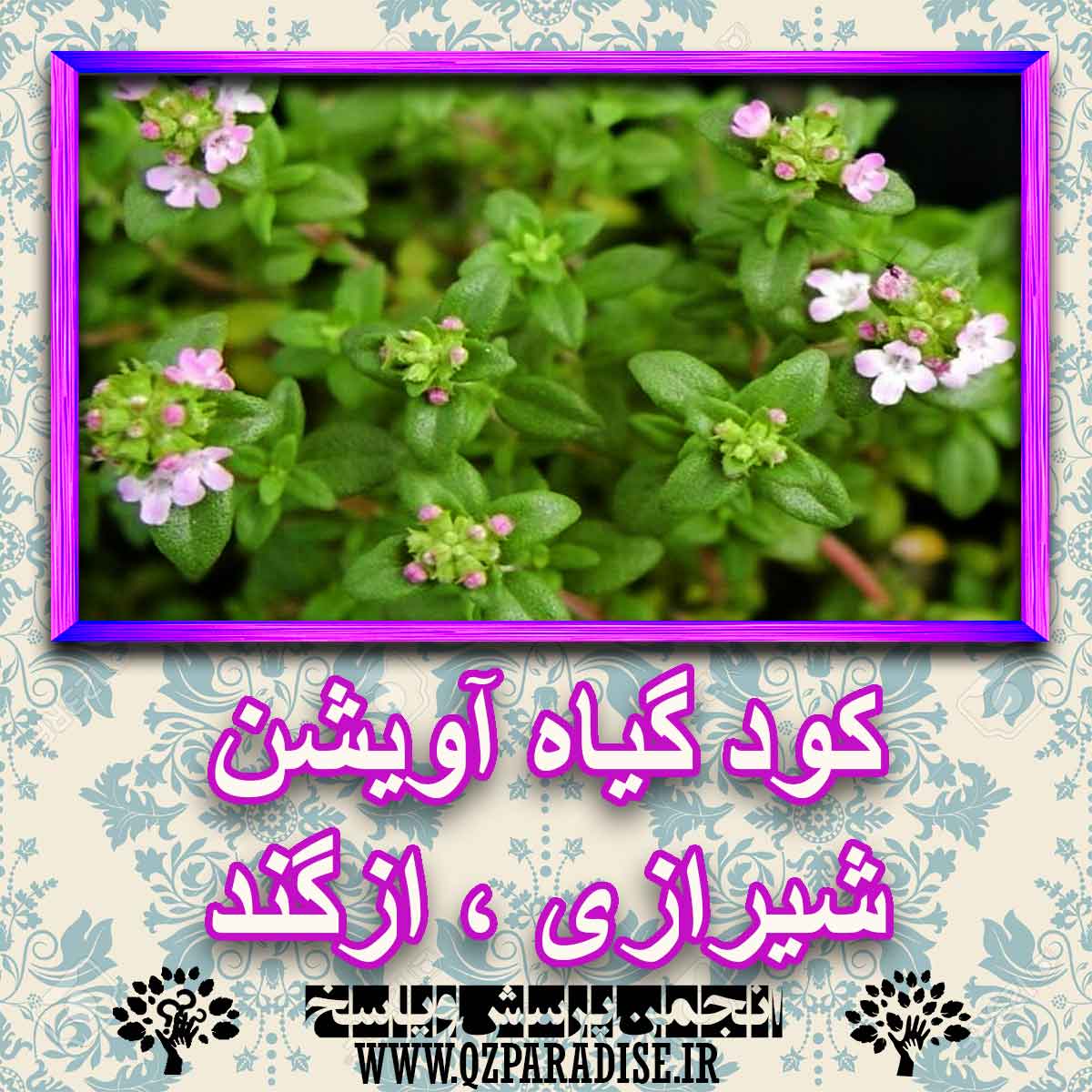 خواص استفاده از گیاه آویشن شیرازی ، ازگند را شرح دهید ؟ 1bb6ef9086a07c18d41f9f3530f7471f0b915422 227 - خواص استفاده از گیاه آویشن شیرازی ، ازگند را شرح دهید ؟