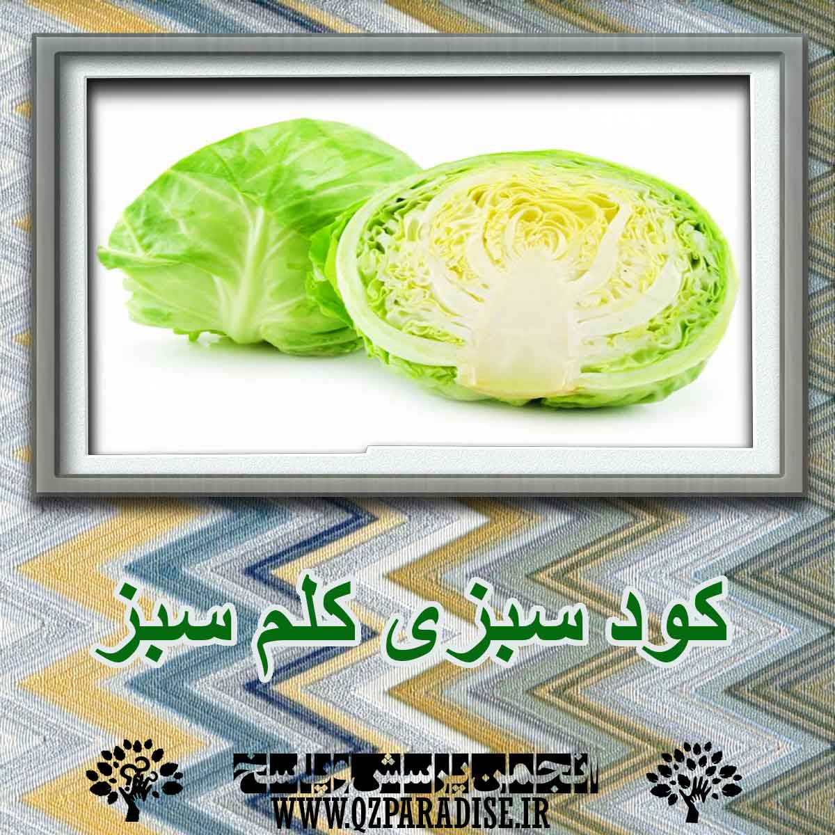 کود سبزی کلم سبز؟ چه کاربردی دارد؟ 1c43b320ed8875d9961912490d19c849a8614eb1 227 - کود سبزی کلم سبز؟ چه کاربردی دارد؟
