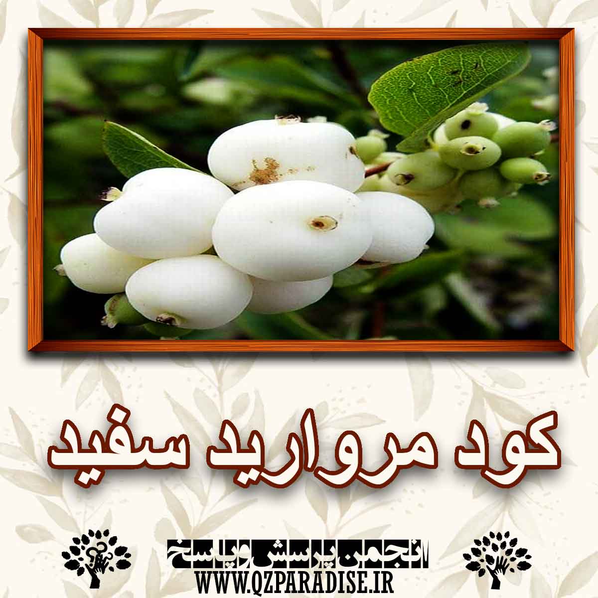 خواص کود مروارید سفید را شرح دهید ؟ 1c53ff82613c78662dd1cdea660ee14309bfaa1c 227 - خواص کود مروارید سفید را شرح دهید ؟