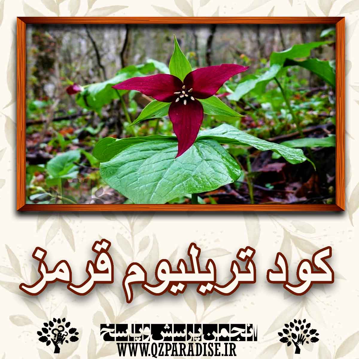 1cd13acb3af34373c0d407e720932e4c40fd21c6 147 - کود مناسب گیاه تریلیوم قرمزراشرح دهید ؟