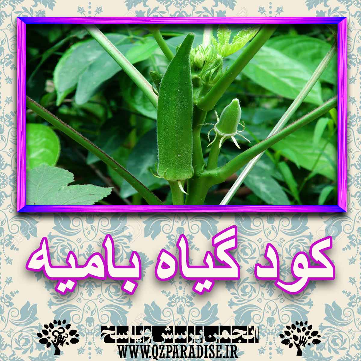 1d01cacb4125b43dc8fe3713abd29cf25368e1a6 227 - خواص استفاده از گیاه بادرنجبویه بامیه را شرح دهید ؟