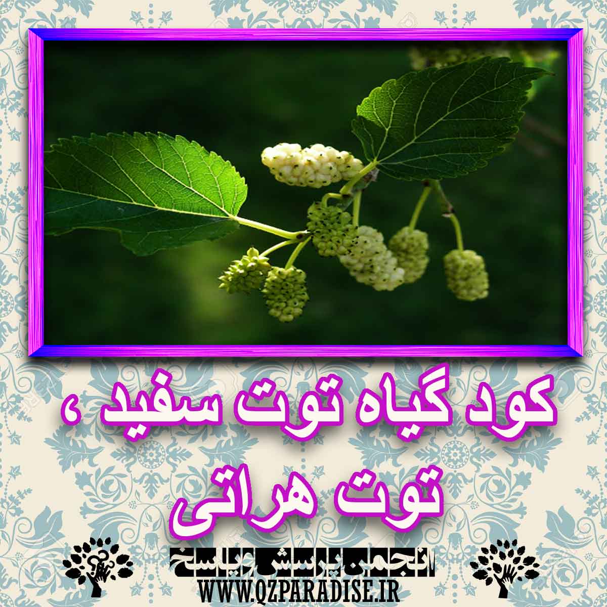 خواص استفاده از گیاه-توت-سفید-توت-هراتی . را شرح دهید ؟ 1d02a832792b61995a078d3e710ebec1d2cb3f41 227 - خواص استفاده از گیاه-توت-سفید-توت-هراتی . را شرح دهید ؟