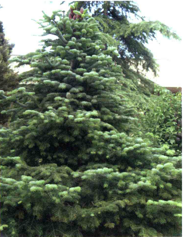 کود مناسب گیاه نوئل چیست و چه خاصیتی دارد؟ 1e17d08d62a9e93f738e51b114f9cf94ad6ee01a 14 - کود مناسب گیاه نوئل چیست و چه خاصیتی دارد؟