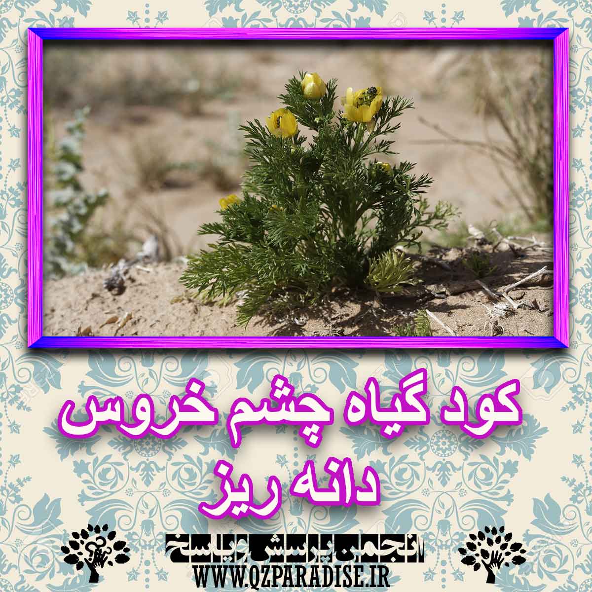 کود مناسب گیاه چشم خروس دانه ریز چیست و چه خاصیتی دارد؟ 1e3b9a6570fc0d4c225014cb116009dff327f639 227 - کود مناسب گیاه چشم خروس دانه ریز چیست و چه خاصیتی دارد؟