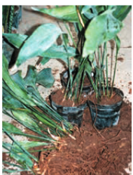 1e55fa6a5674ec2aca123d6396a6c984e0f685c6 335 - اصول داشت و تکثیر برگ عبائی چیست ؟