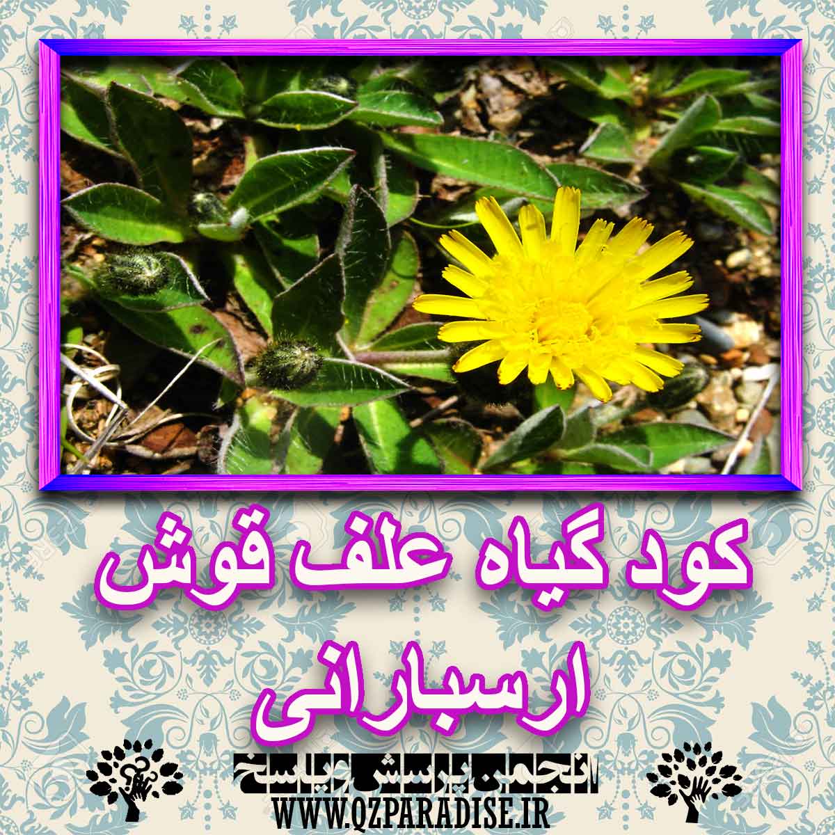 خواص استفاده از کود گیاه علف قوش ارسبارانی شرح دهید ؟ 1e6748c7841e3144de1497a983f23bde1bb71dea 227 - خواص استفاده از کود گیاه علف قوش ارسبارانی شرح دهید ؟