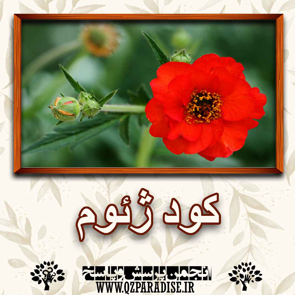 1e8b6338000f87aaff4d962381ee3d4d426c6993 147 - کود مناسب گل ژِئوم را شرح دهید ؟