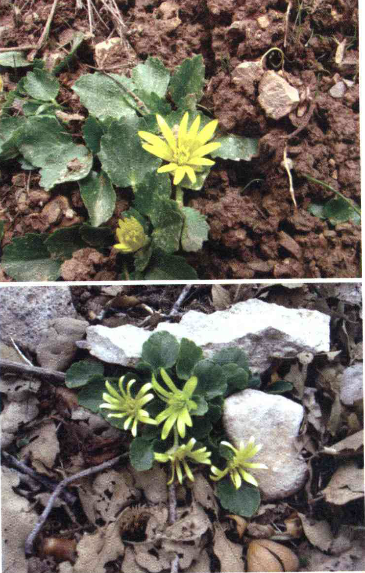 کود مناسب گیاه آلاله برفزی چیست و چه خاصیتی دارد؟ 1f19163bd3f6adb111782d3d603b0e5cba6f5d71 14 - کود مناسب گیاه آلاله برفزی چیست و چه خاصیتی دارد؟