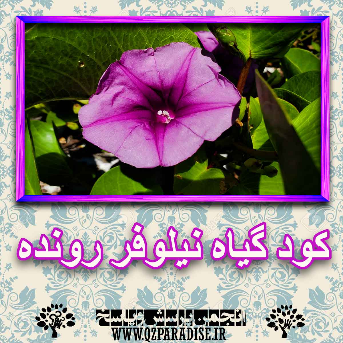 خواص استفاده از گیاه نیلوفر رونده را شرح دهید ؟ 1f96f5b3bf17d5907e4ed267a36ae300383106a6 227 - خواص استفاده از گیاه نیلوفر رونده را شرح دهید ؟