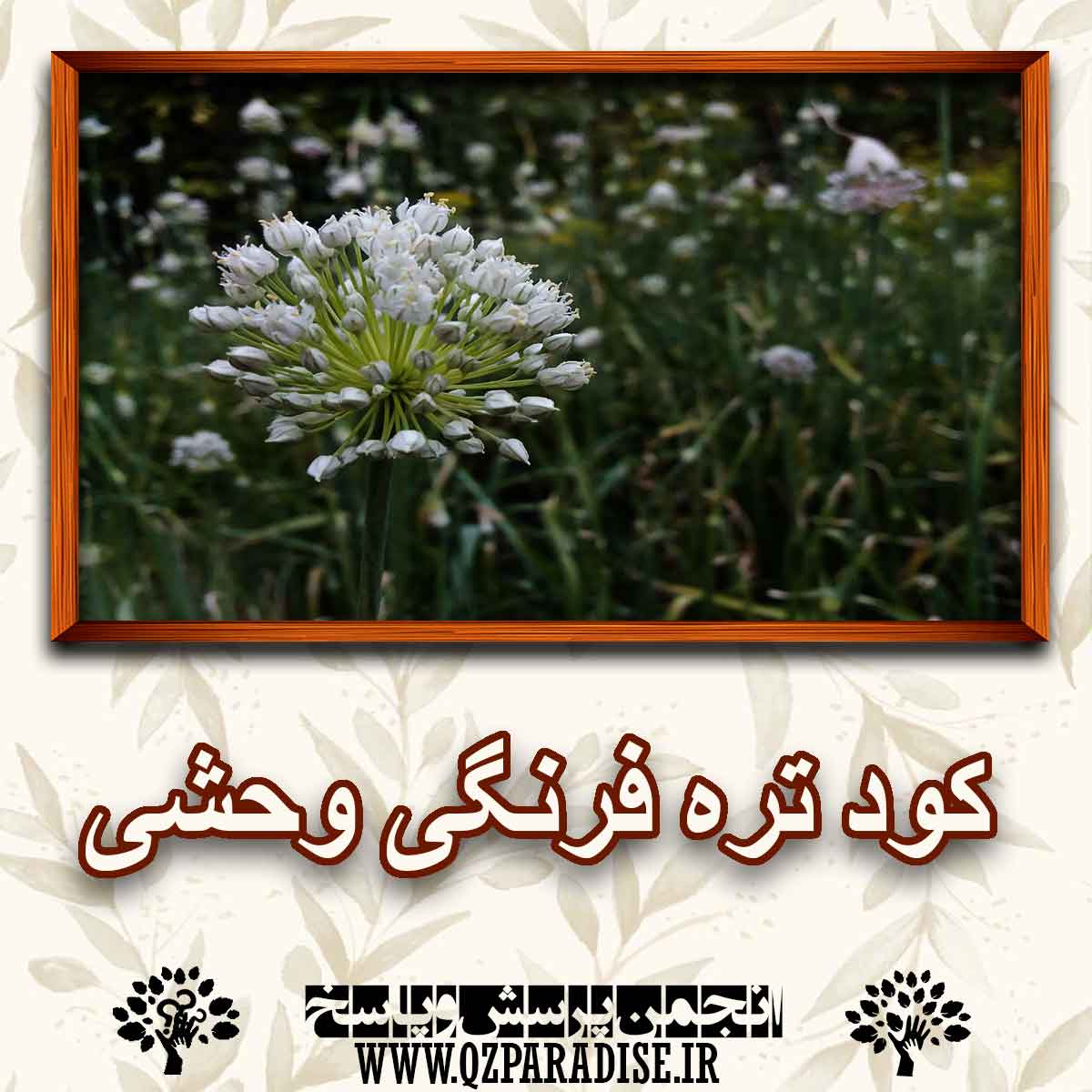 کود مناسب گیاه تره فرنگی وحشی راشرح دهید ؟ 1ffd3145109baa994ad21825608d42c84e24d3aa 147 - کود مناسب گیاه تره فرنگی وحشی راشرح دهید ؟