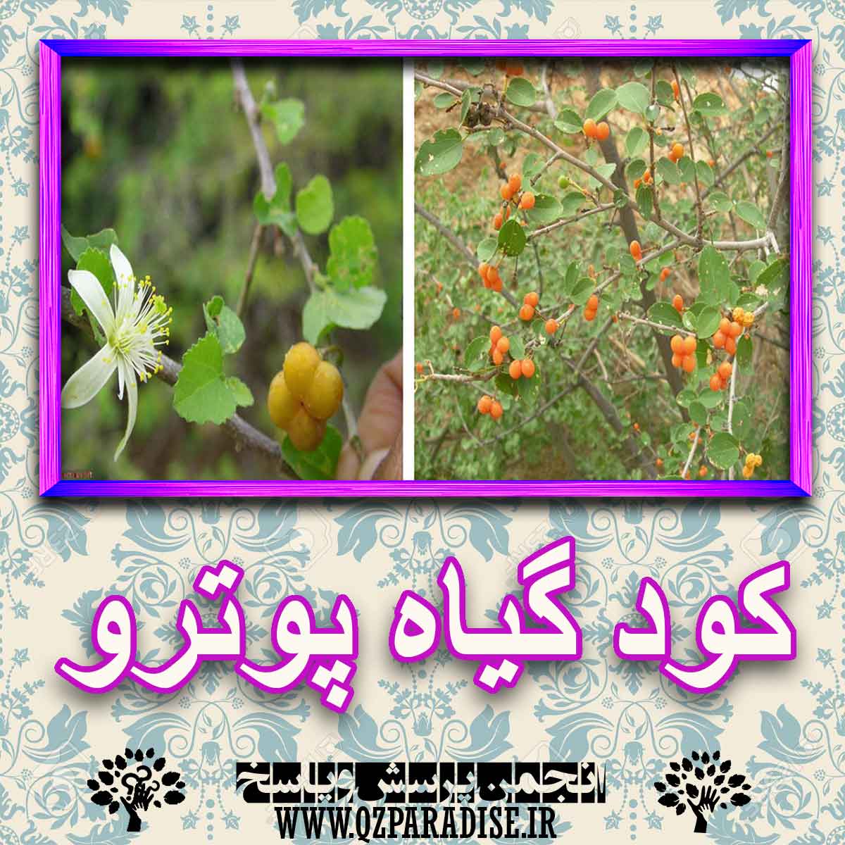 کود مناسب گیاه پوترو چیست و چه خاصیتی دارد؟ 2040961d2d54690304e3b9b1710d9afda1610472 227 - کود مناسب گیاه پوترو چیست و چه خاصیتی دارد؟