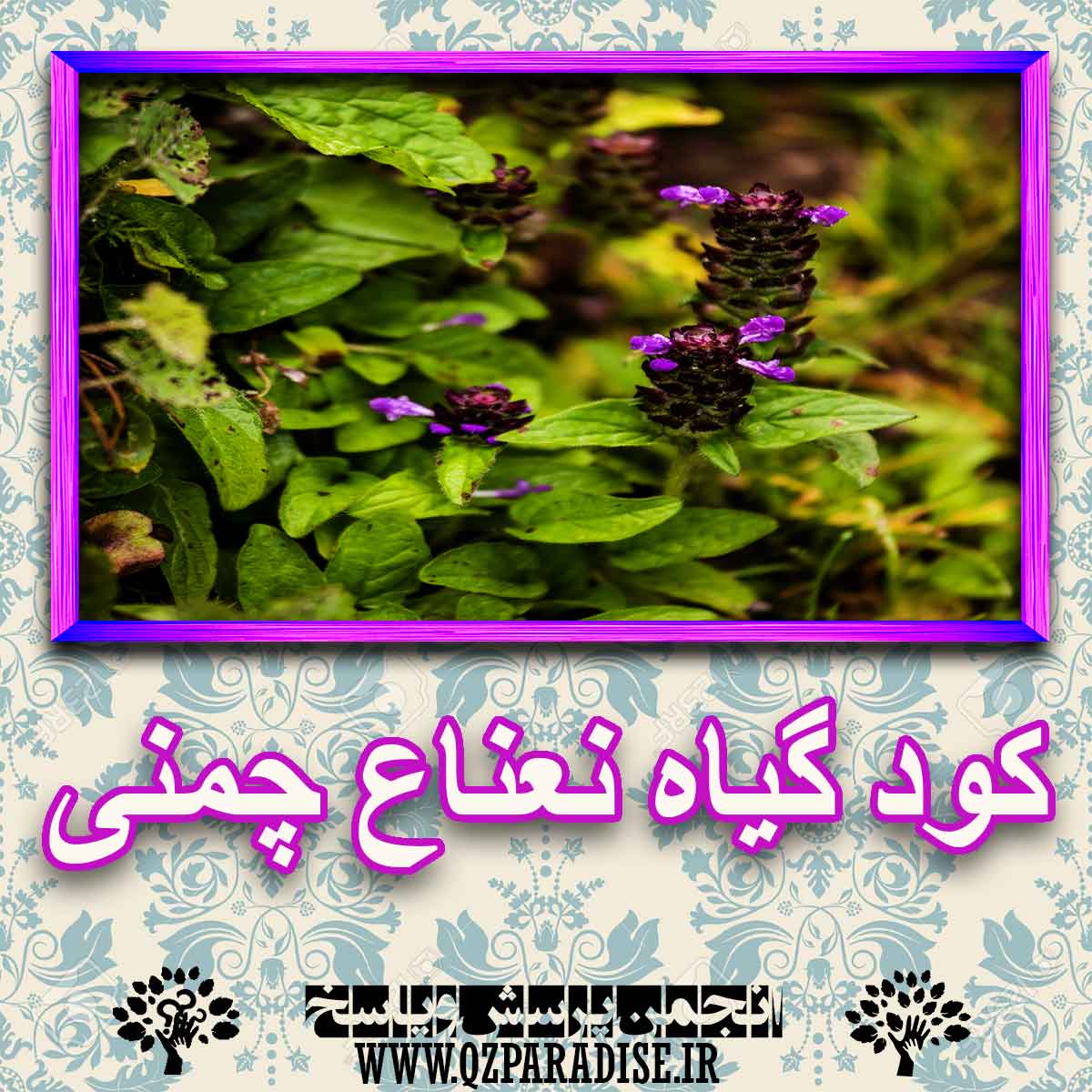 خواص استفاده از گیاه نعناع چمنی شرح دهید ؟ 2047e032193dd7cf3cefc549e9b79868a55e4609 227 - خواص استفاده از گیاه نعناع چمنی شرح دهید ؟