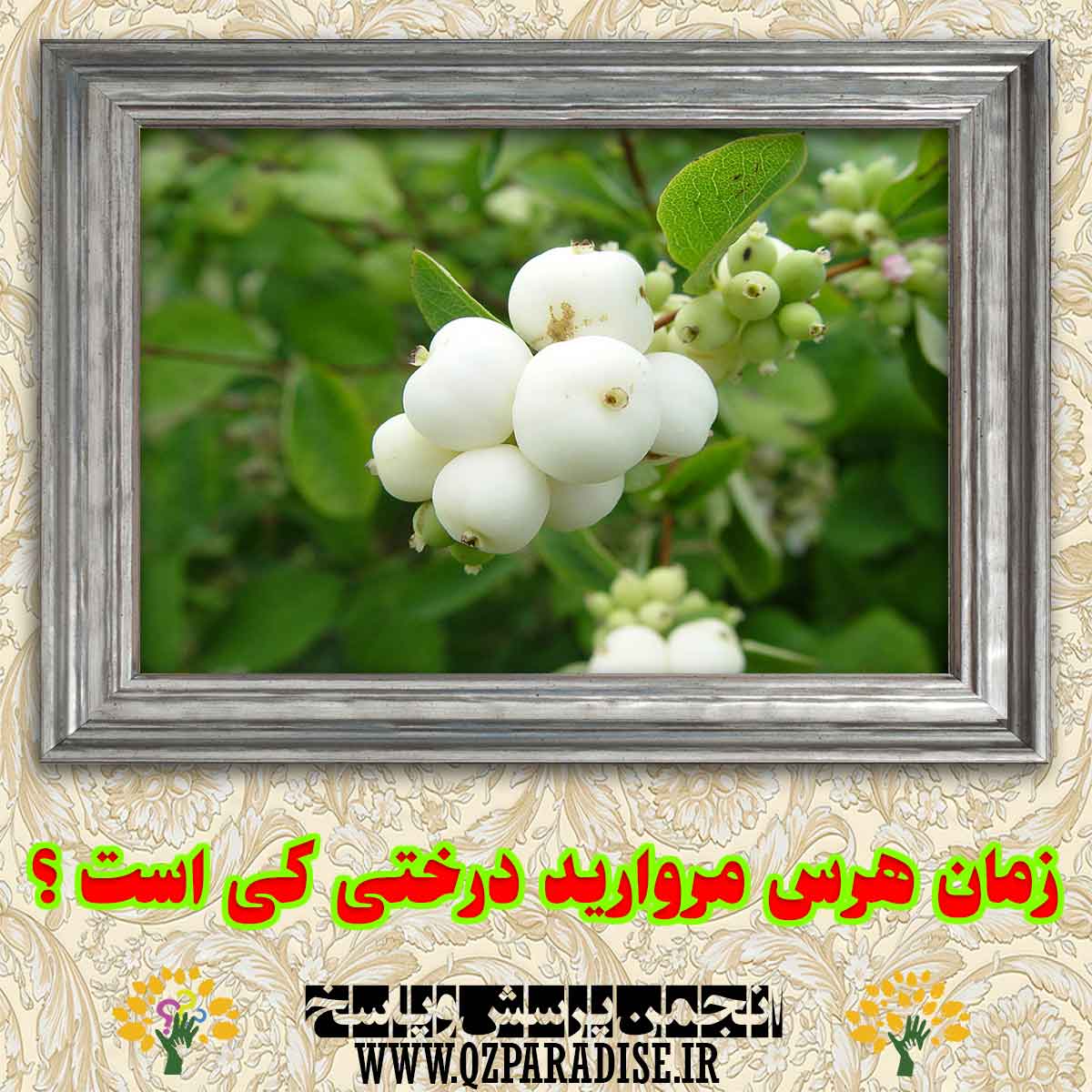 20821fd6a0fbcfdb996039636b932c57b9254d18 227 - زمان هرس کردن مروارید درختی کی است؟