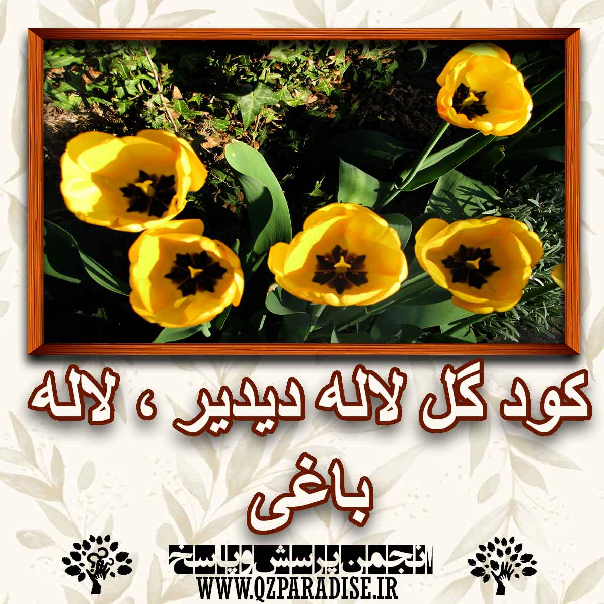 خواص و فواید کود گل لاله دیدیر . لاله باغی را شرح دهید ؟ 20a5353ec7aadc96d810f416187a1d681e0cb33b 227 - خواص و فواید کود گل لاله دیدیر . لاله باغی را شرح دهید ؟