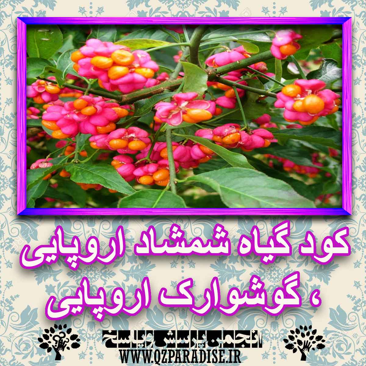 خواص استفاده از کود گیاه شمشاد اروپایی ، گوشوارک اروپایی شرح دهید ؟ 2127c571fed0c2fa182e3cd5fccc0cf6d40b581d 227 - خواص استفاده از کود گیاه شمشاد اروپایی ، گوشوارک اروپایی شرح دهید ؟