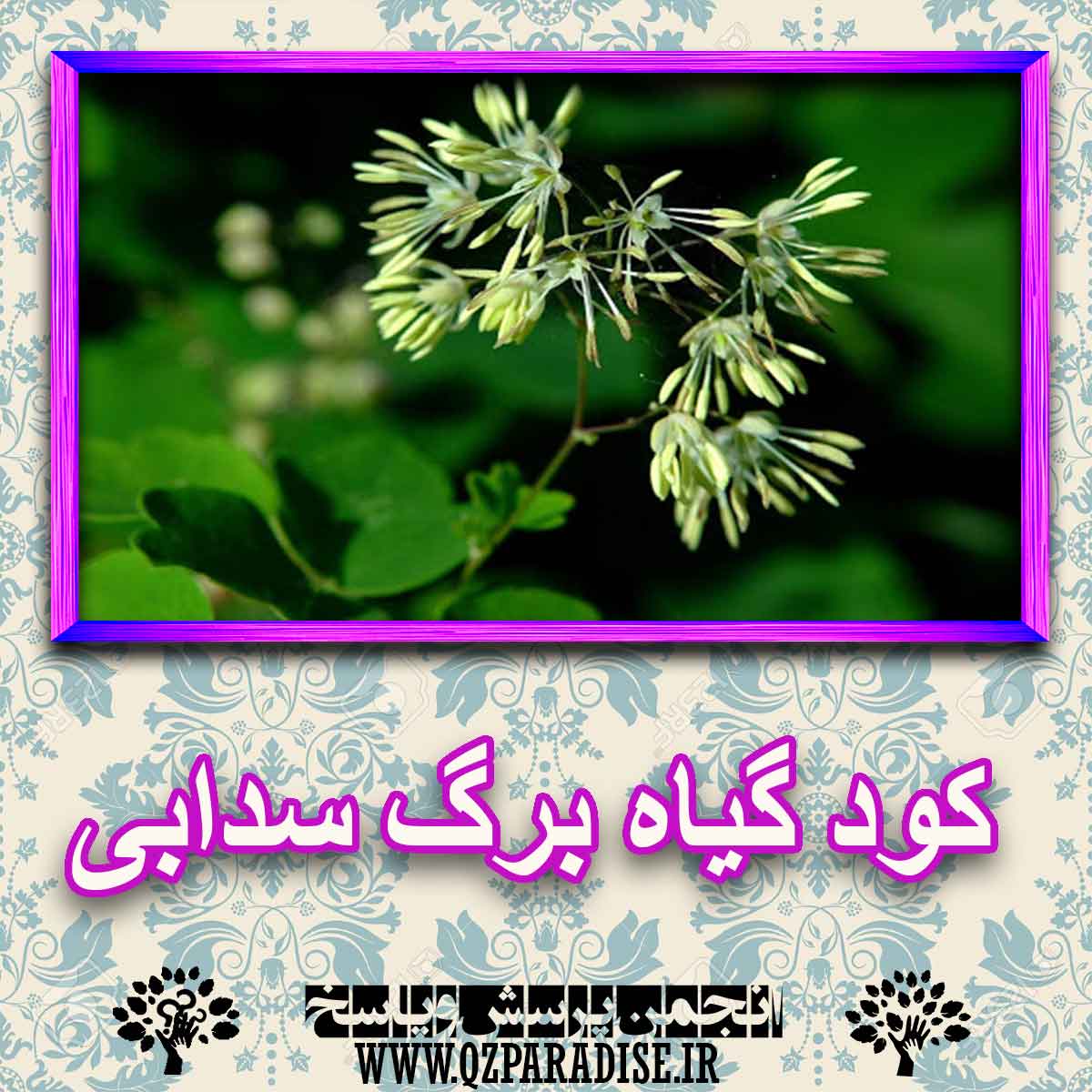 کود مناسب گیاه برگ سدابی چیست و چه خاصیتی دارد؟ 2135839f571ba9f0c073a618967bdc3ae121ed99 227 - کود مناسب گیاه برگ سدابی چیست و چه خاصیتی دارد؟