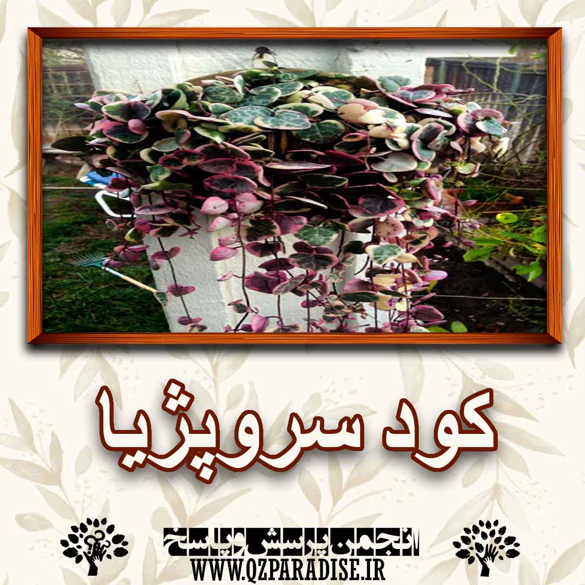 21ac822d62cd6a488ee95963e4240978eee1bf28 147 - کود مناسب گل سروپژیا را شرح دهید ؟