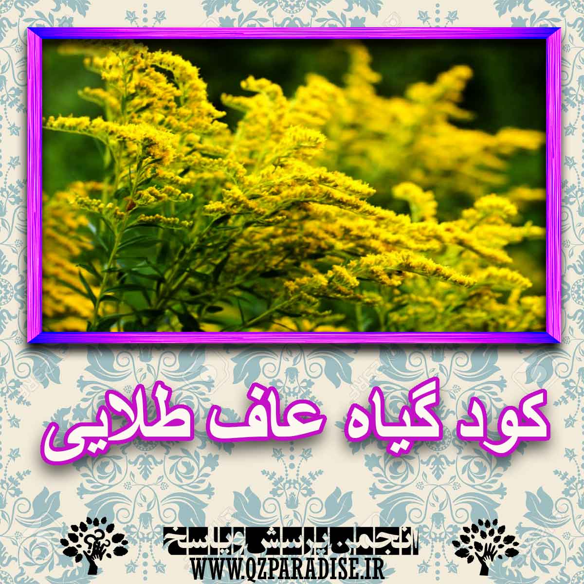 خواص استفاده از کود گیاه عاف طلایی شرح دهید ؟ 220ea6c99bf2b430ae03c91effc394cc76e29dc9 227 - خواص استفاده از کود گیاه عاف طلایی شرح دهید ؟