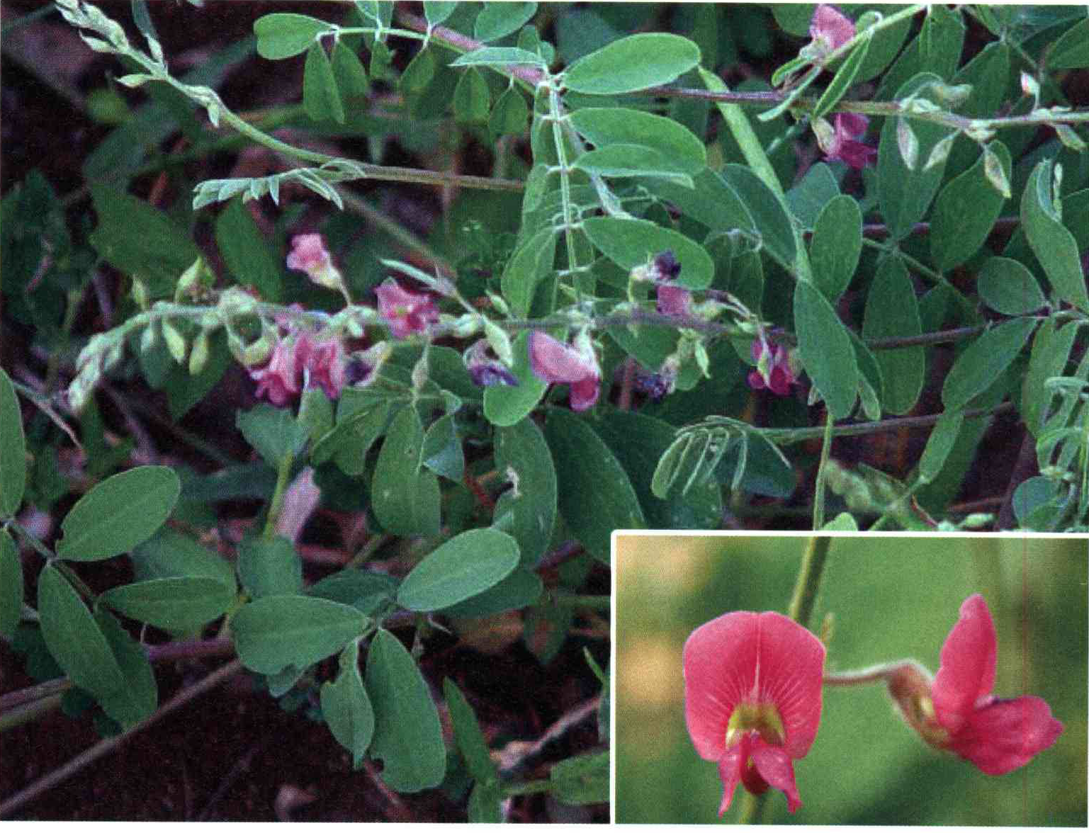 کود مناسب گیاه نیلکی ارغوانی چیست و چه خاصیتی دارد؟ 22215f70f6c89ab95116c1eb0bea36cc2b44a68b 14 - کود مناسب گیاه نیلکی ارغوانی چیست و چه خاصیتی دارد؟