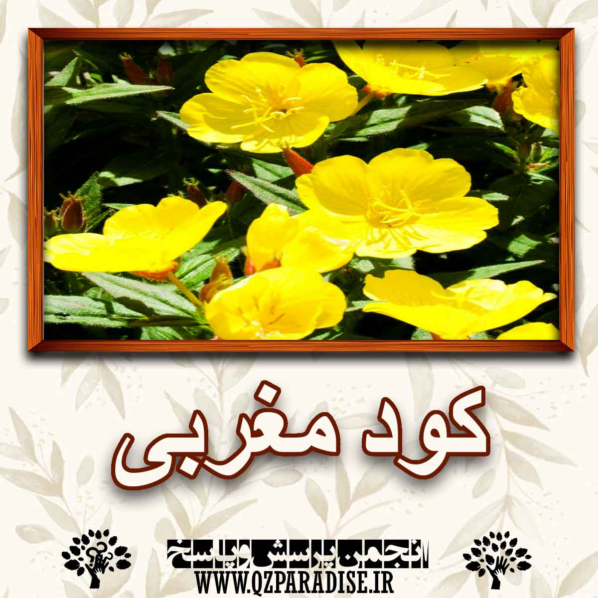 خواص کود مغربی را شرح دهید ؟ 223f93f488c8208d97edf167522cb4a0855fffe6 227 - خواص کود مغربی را شرح دهید ؟