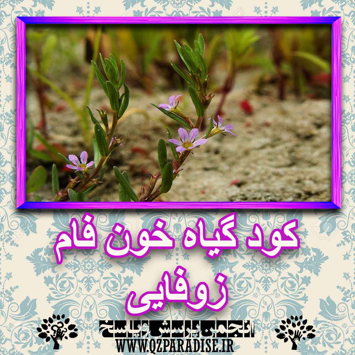 233c95562e986527389f8a908a54dee44ee8bf06 227 - خواص استفاده از گیاه-خون-فام-زوفایی را شرح دهید ؟