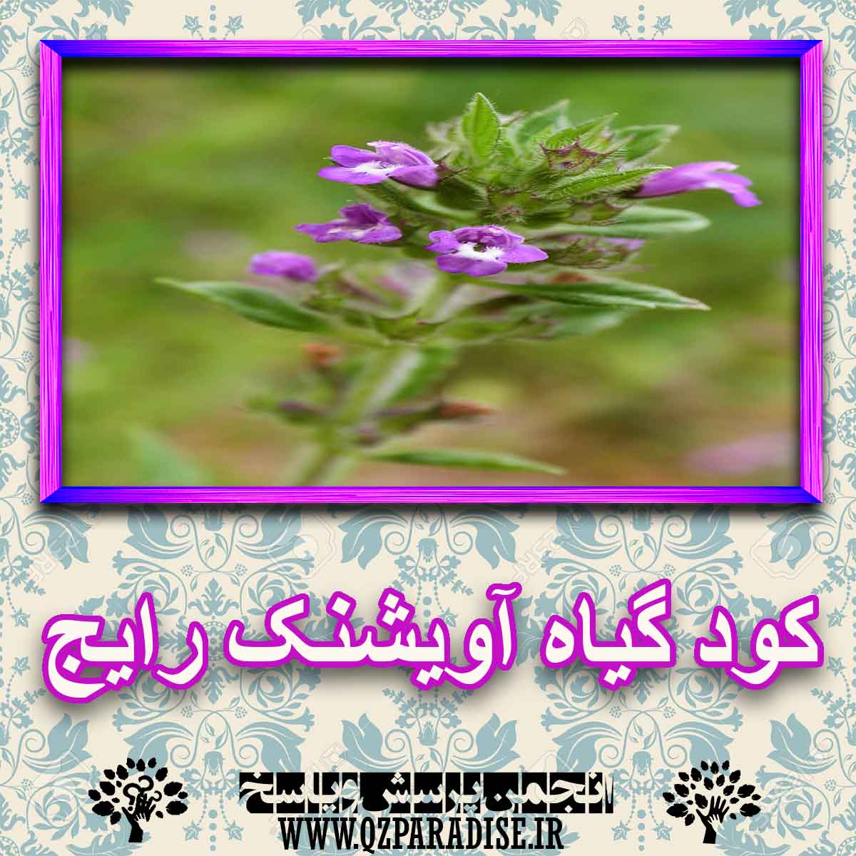 خواص استفاده از گیاه آویشنک رایج را شرح دهید ؟ 24bebfdbb80e4c8c35bb8b8244ec2d9baeeb6d6a 227 - خواص استفاده از گیاه آویشنک رایج را شرح دهید ؟