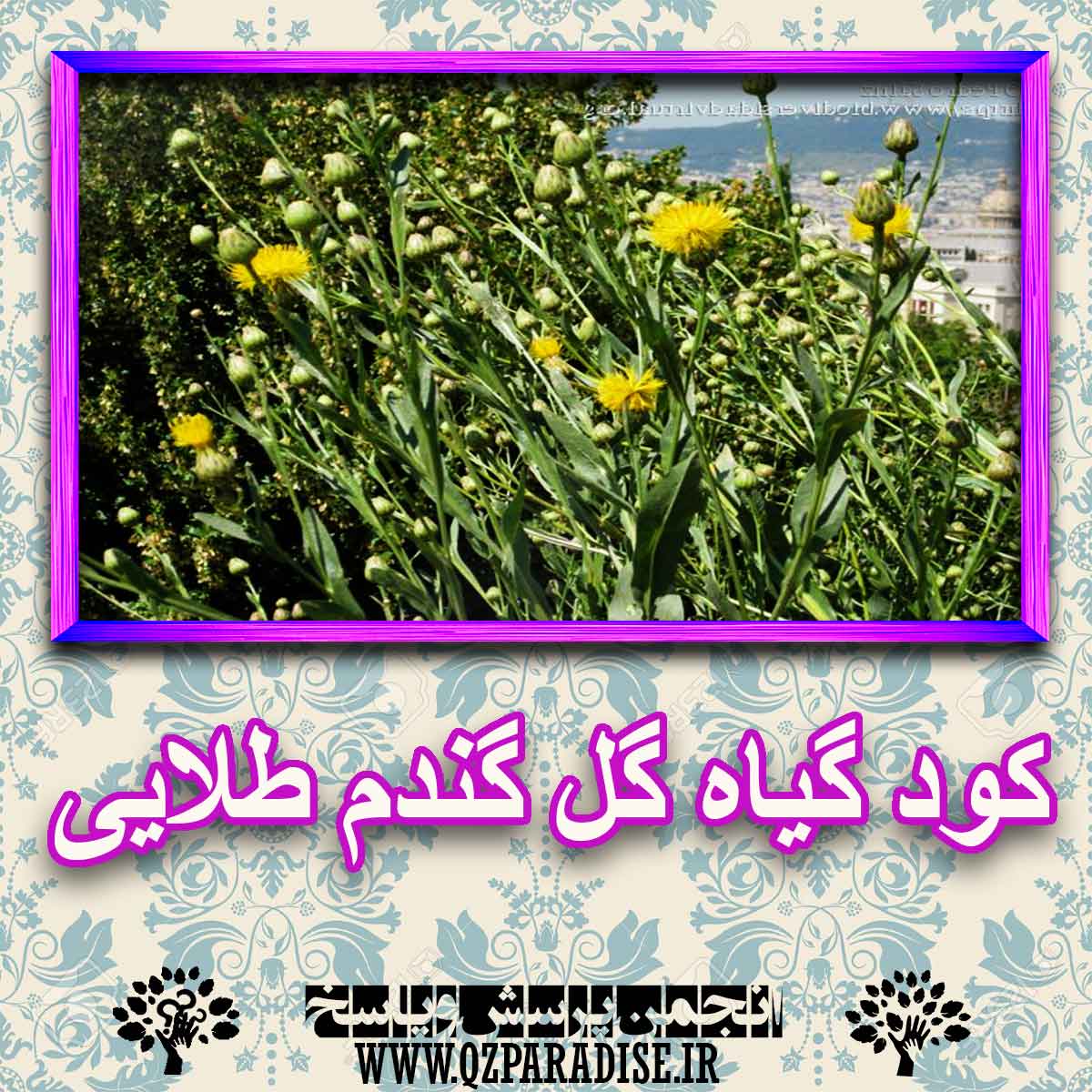 خواص استفاده از گیاه گل گندم طلایی را شرح دهید ؟ 250d29f990e55861ea24c49c8795099f02d9d94b 227 - خواص استفاده از گیاه گل گندم طلایی را شرح دهید ؟