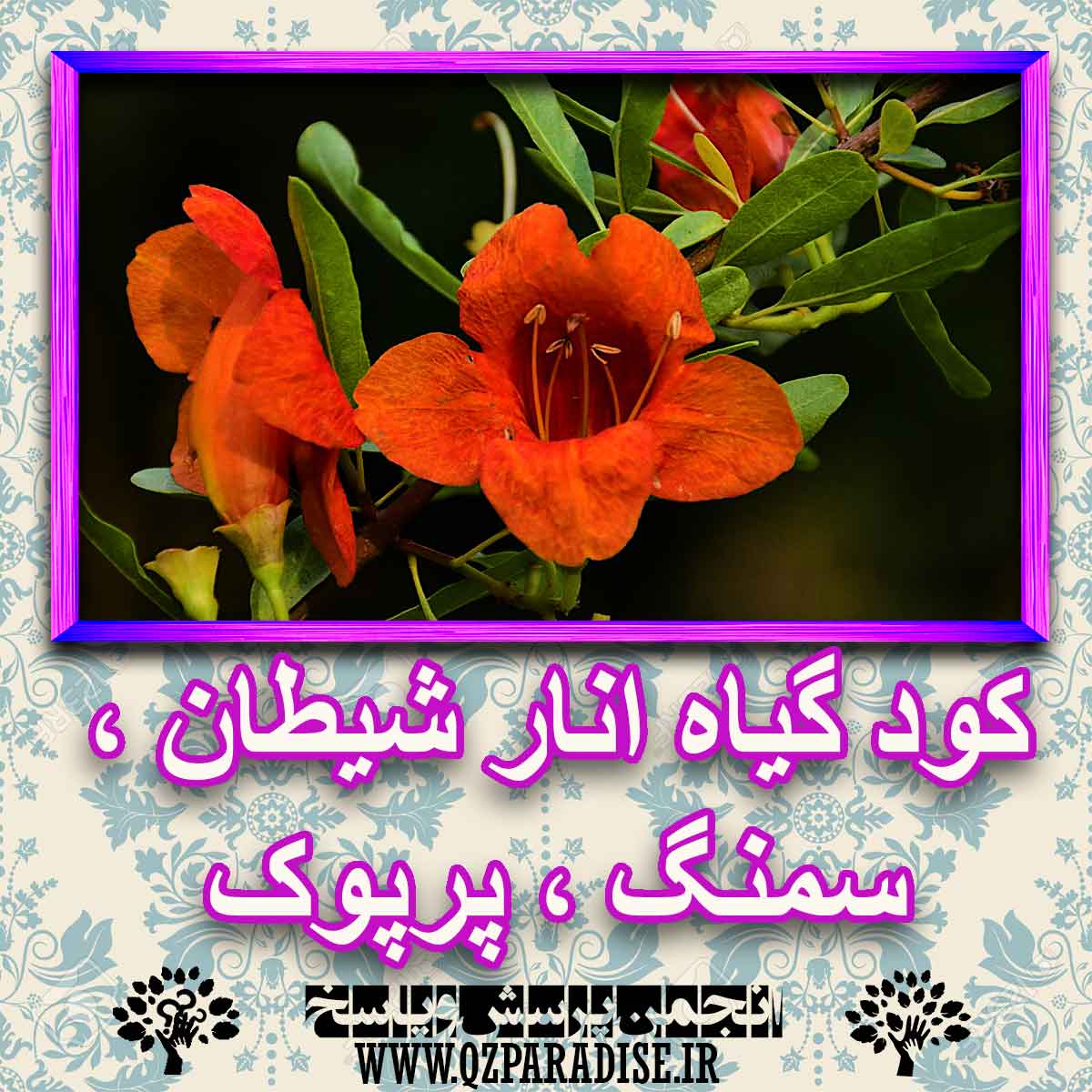 خواص استفاده از کود گل انار شیطان ، سمنگ ، پرپوک را شرح دهید ؟ 25285de1886d03e4423409e810bbba571169c607 227 - خواص استفاده از کود گل انار شیطان ، سمنگ ، پرپوک را شرح دهید ؟