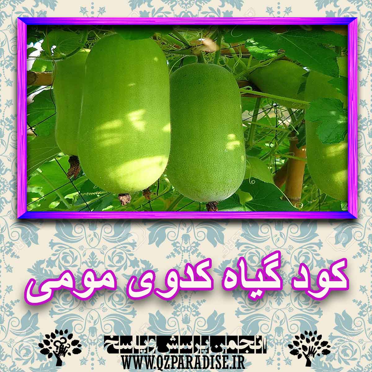 کود مناسب گیاه کدوی مومی چیست و چه خاصیتی دارد؟ 267641d8a6715f6c6e556e3cad600db88a3aae4d 227 - کود مناسب گیاه کدوی مومی چیست و چه خاصیتی دارد؟