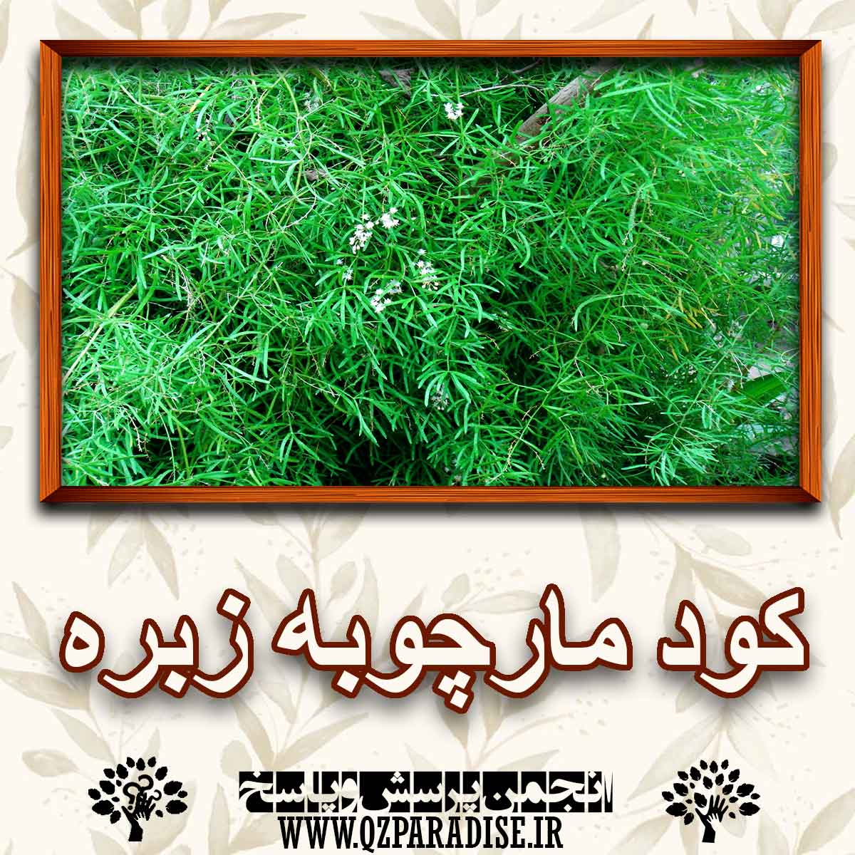 خواص کود مارچوبه زبره را شرح دهید ؟ 26b262751458f1ab7b1b16333e73a34ec29a380e 227 - خواص کود مارچوبه زبره را شرح دهید ؟