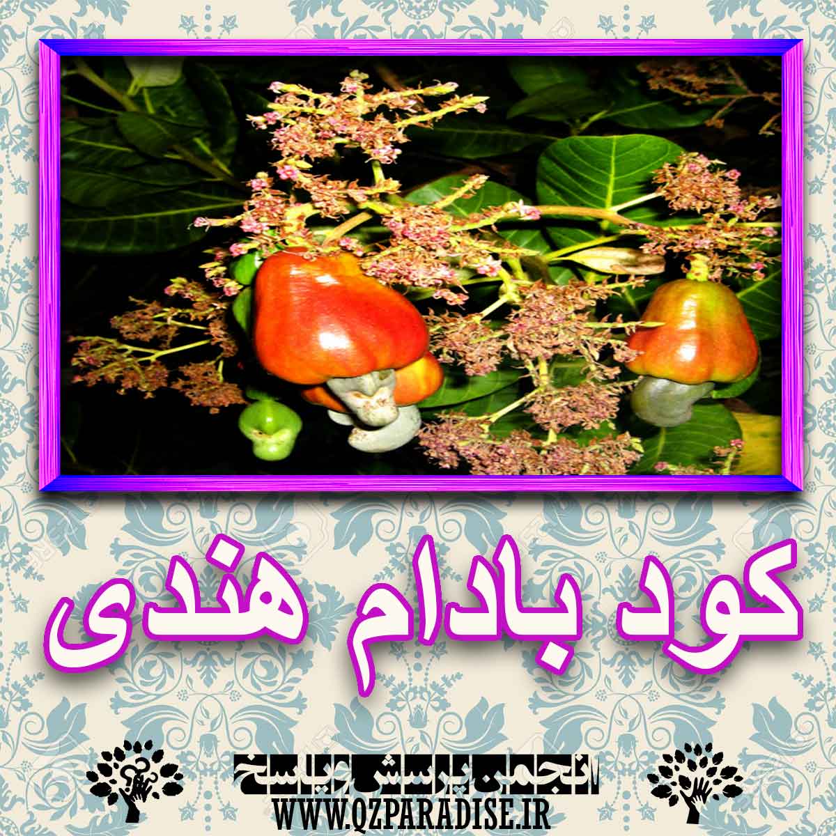 خواص استفاده از کود بادام هندی را شرح دهید ؟ 26c79e2ca1ebbaeb379ba62255d05c867f88b699 227 - خواص استفاده از کود بادام هندی را شرح دهید ؟