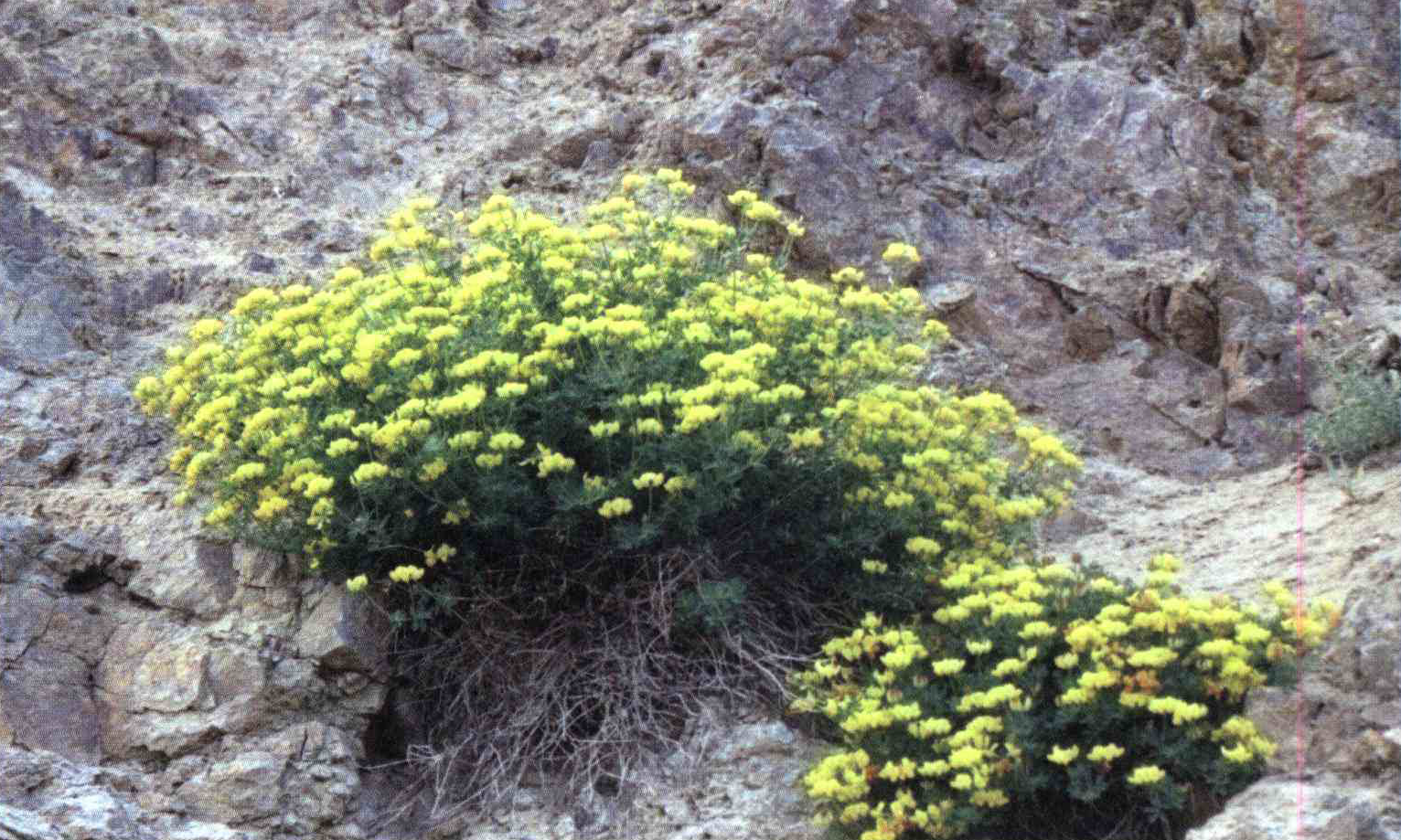 کود مناسب گیاه آهوماش زرد ، یونجه زرد ، یونجه پاکلاغی چیست و چه خاصیتی دارد؟ 2763c25605f357482fb3e2ca135f87551982716d 14 - کود مناسب گیاه آهوماش زرد ، یونجه زرد ، یونجه پاکلاغی چیست و چه خاصیتی دارد؟