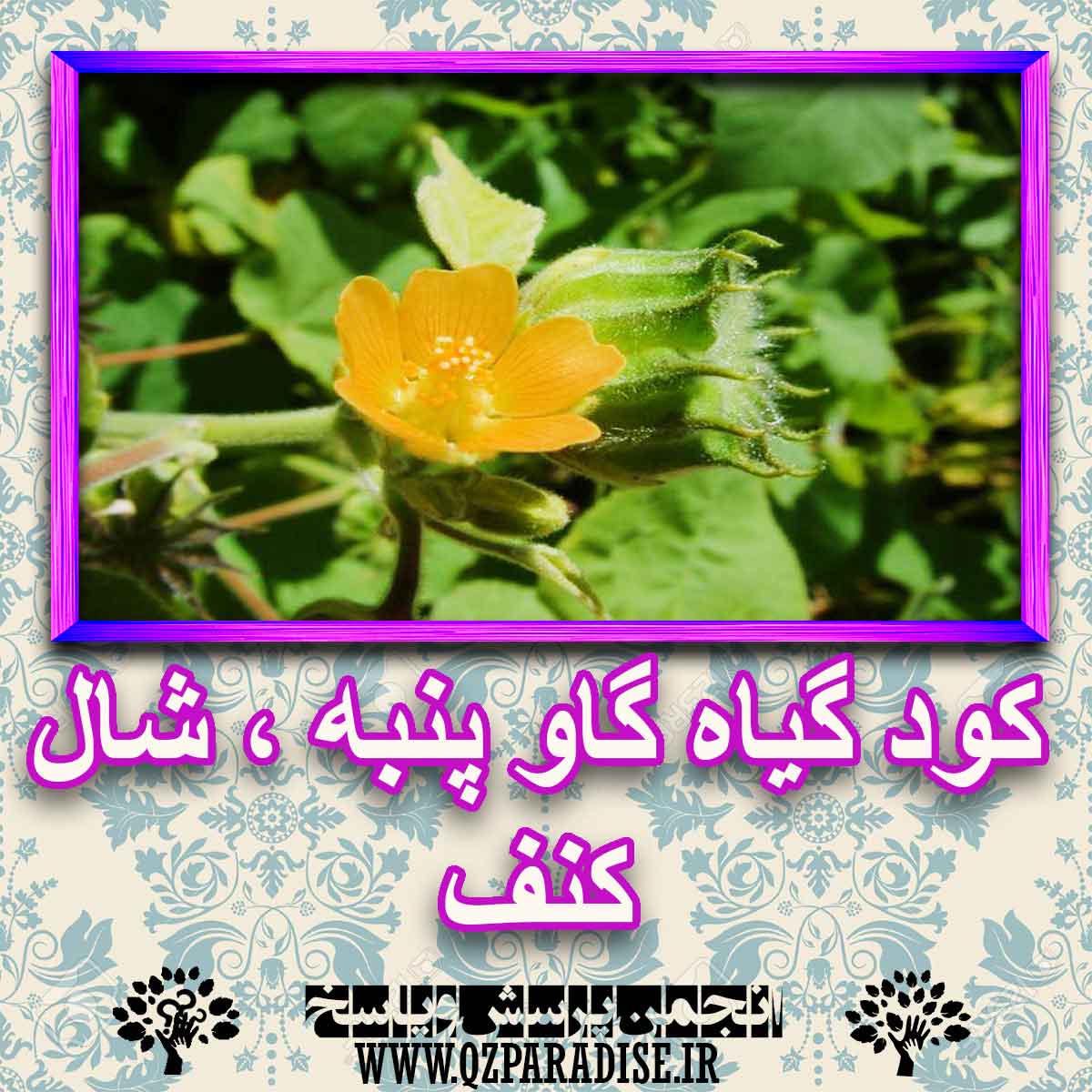 خواص استفاده از گیاه-گاو-پنبه-شال-کنف را شرح دهید ؟ 278313cd74b6677e54ec2da42f8514618e59f770 227 - خواص استفاده از گیاه-گاو-پنبه-شال-کنف را شرح دهید ؟