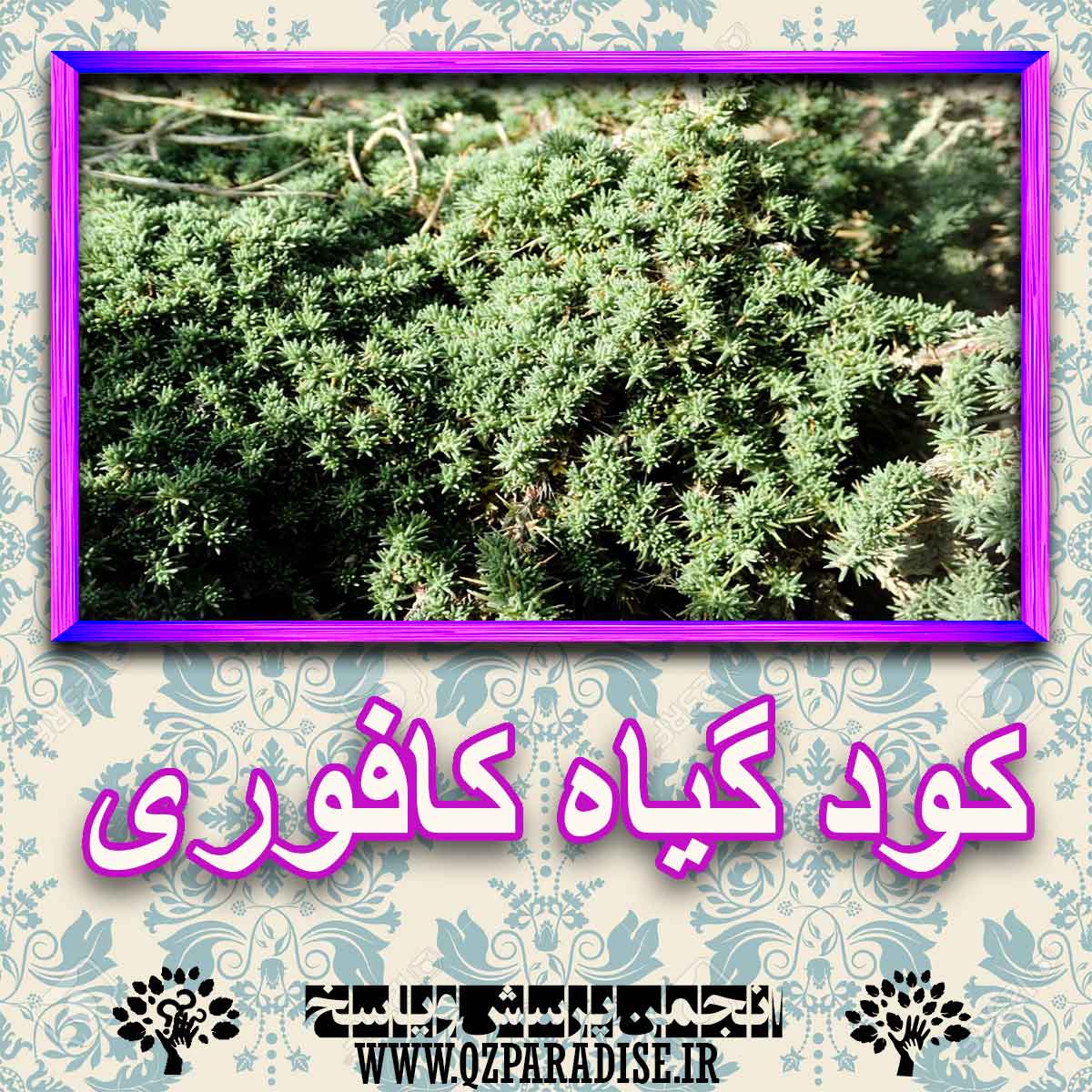 خواص استفاده از کود گیاه کافوری شرح دهید ؟ 27d0a646be2f172a526292f85942e364f97b05fe 227 - خواص استفاده از کود گیاه کافوری شرح دهید ؟