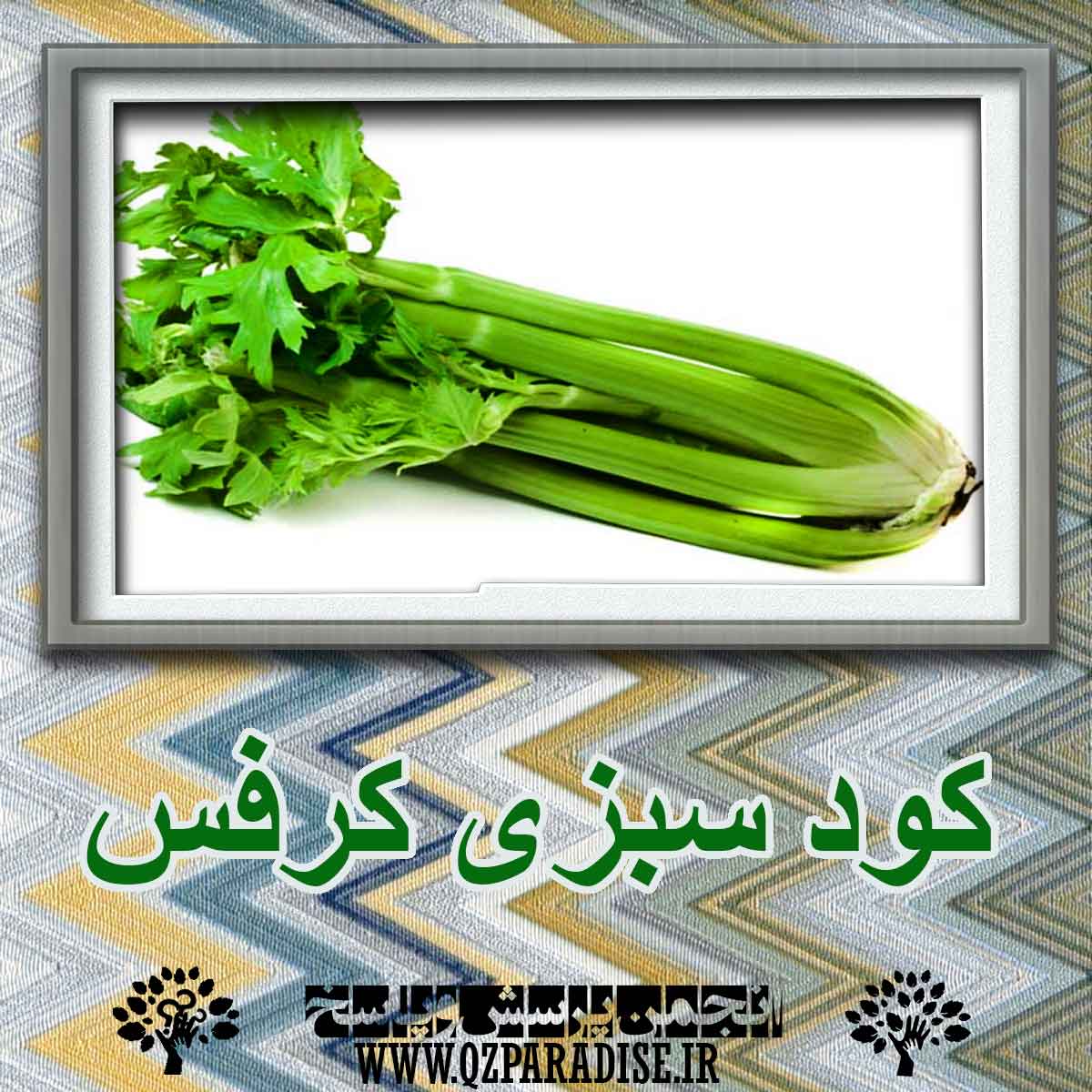 کود سبزی کرفس ؟ چه کاربردی دارد؟ 292a7ff77ec017da66d769883e75635aa38e888e 227 - کود سبزی کرفس ؟ چه کاربردی دارد؟