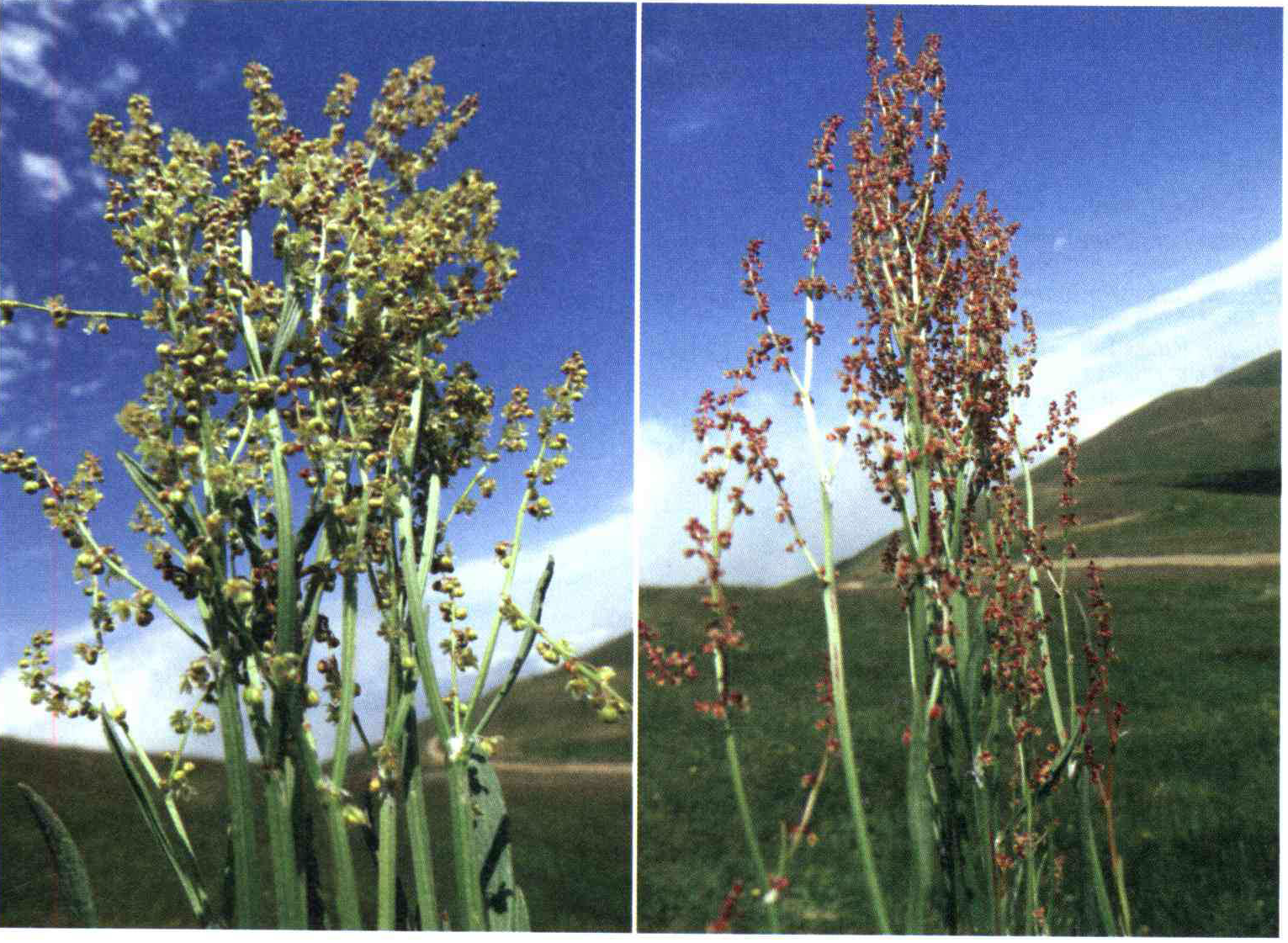 2945895538e872ff616e2cd1534628103f085760 14 - کود مناسب گیاه ترشک باغی چیست و چه خاصیتی دارد؟