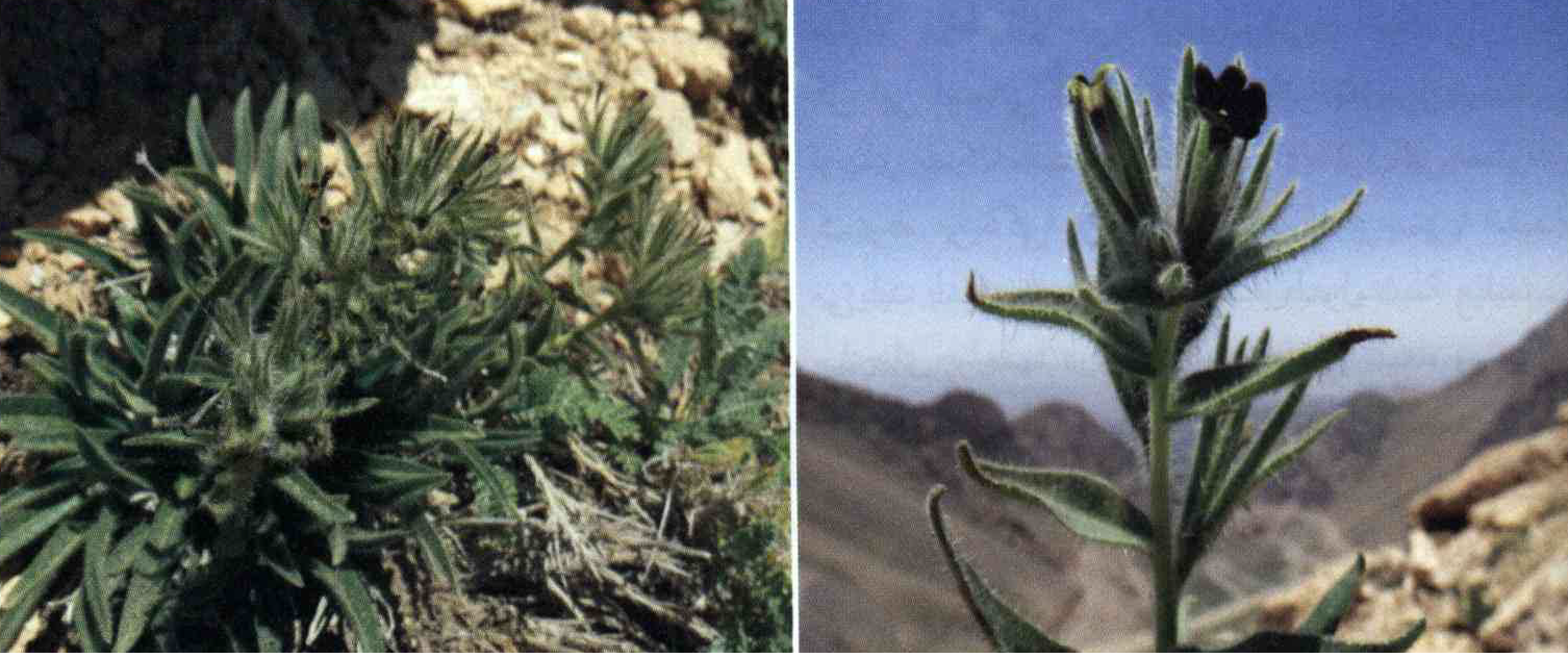 خواص استفاده از گیاه گل عسلی رنگین را شرح دهید ؟ 29b1572b38a94f5bd3b3cf825c4369ce915d0351 14 - خواص استفاده از گیاه گل عسلی رنگین را شرح دهید ؟