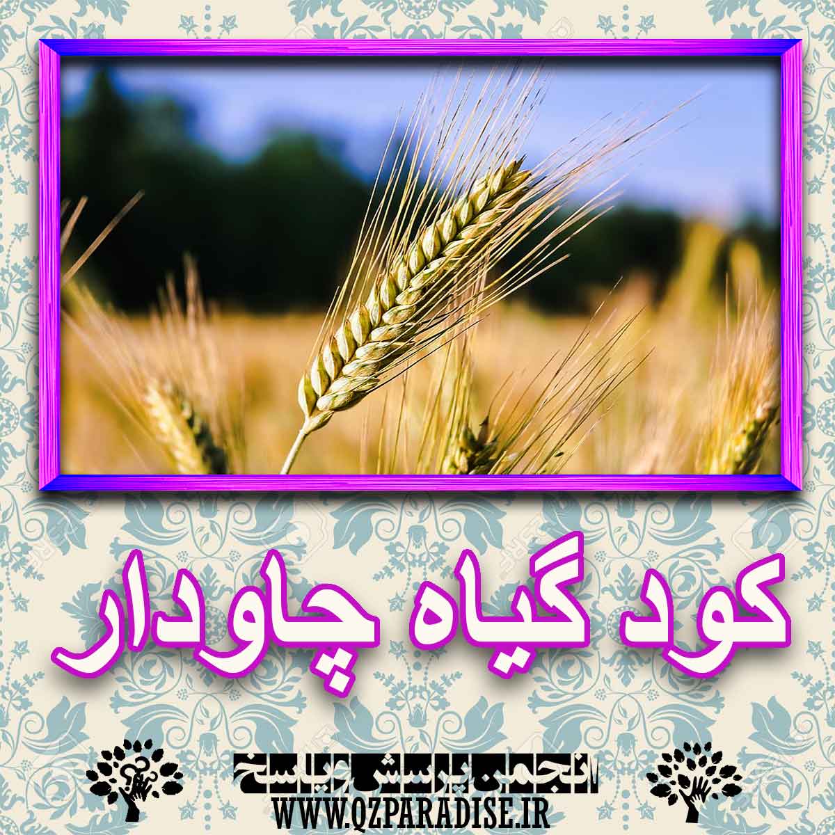 خواص استفاده از - گیاه-چاودار را شرح دهید ؟ 29bf634dc452c1ae83f893e696ce240f5b027594 227 - خواص استفاده از - گیاه-چاودار را شرح دهید ؟