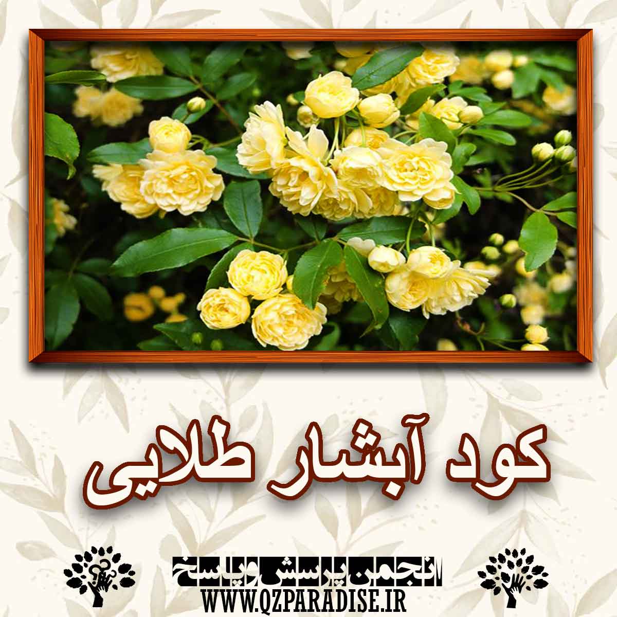 2a22433206f0101dd1528e0f8019b7893bce90ec 290 - کود مناسب ابشار طلایی چیست؟