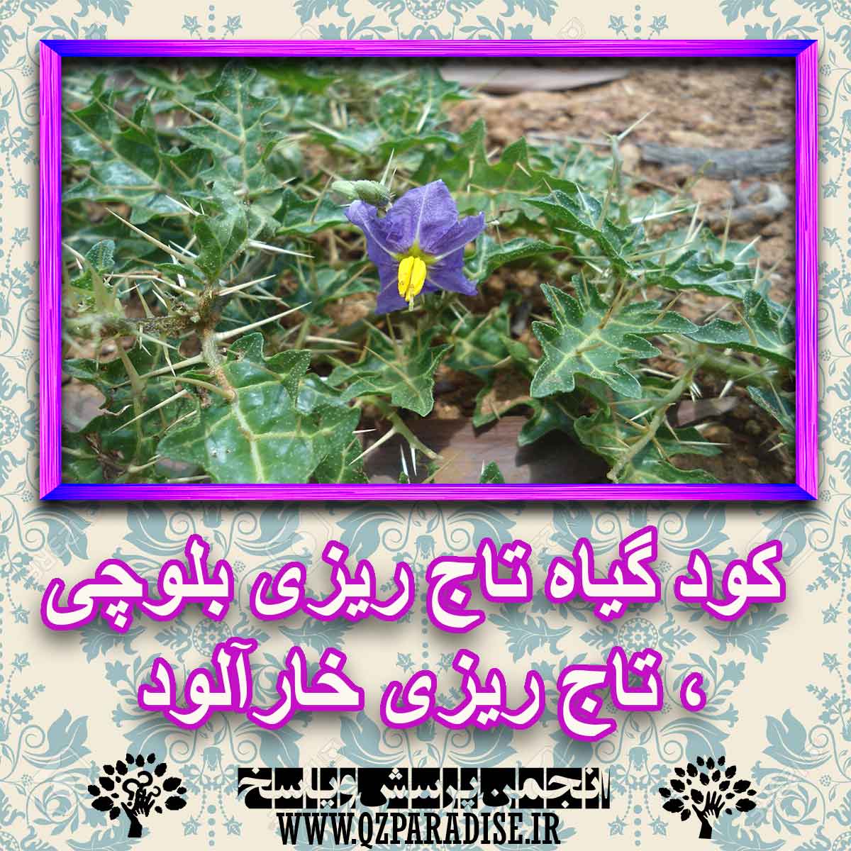 کود مناسب گیاه تاج ریزی بلوچی ، تاج ریزی خارآلود چیست و چه خاصیتی دارد؟ 2b473916fef2fa94cc361d967ea8173086760f81 227 - کود مناسب گیاه تاج ریزی بلوچی ، تاج ریزی خارآلود چیست و چه خاصیتی دارد؟